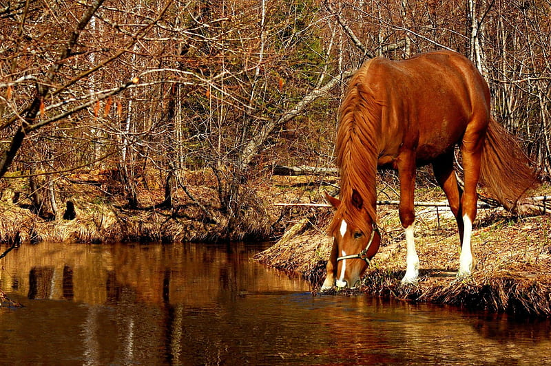 Autumn Horse, pond, Fall, water, woods, trees, horse, Autumn, HD wallpaper