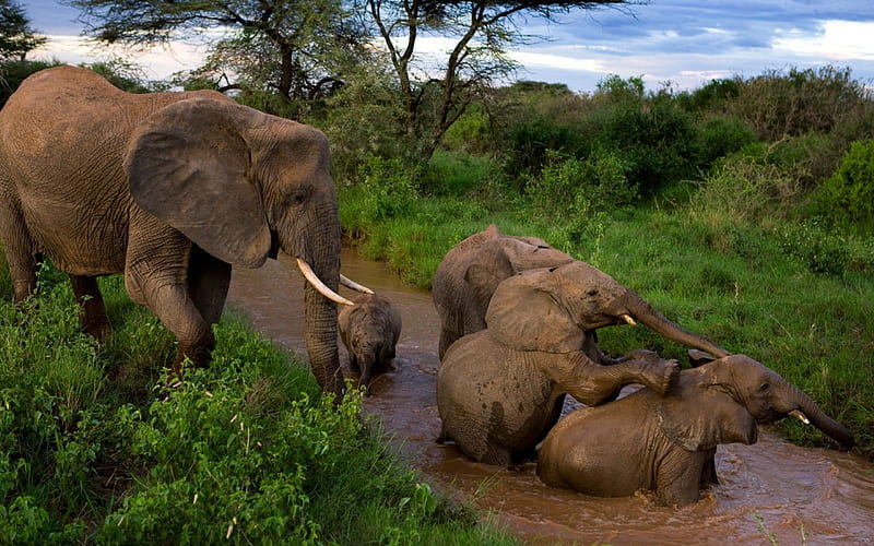 mud bath, elephants, mud, fun, cute, big, wild, love, jungle, funny, animals, HD wallpaper