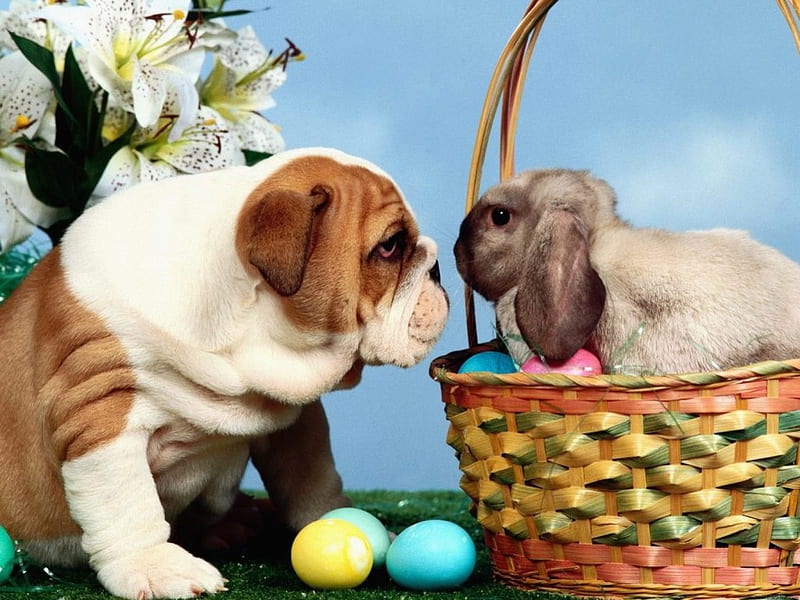 Puppy and bunny, rabbit, colors, easter, sky, cute, basket, eggs, flowers, sniffing noses, animals, puppy, dog, HD wallpaper