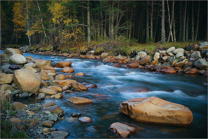 Forest River, forest, dense, stream, rocks, lovely, river, trees, HD wallpaper