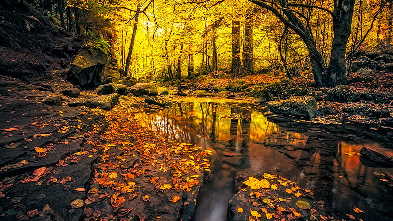 Beautiful Yellow Autumn Leafed Forest Foliage River With Reflection Nature, HD wallpaper