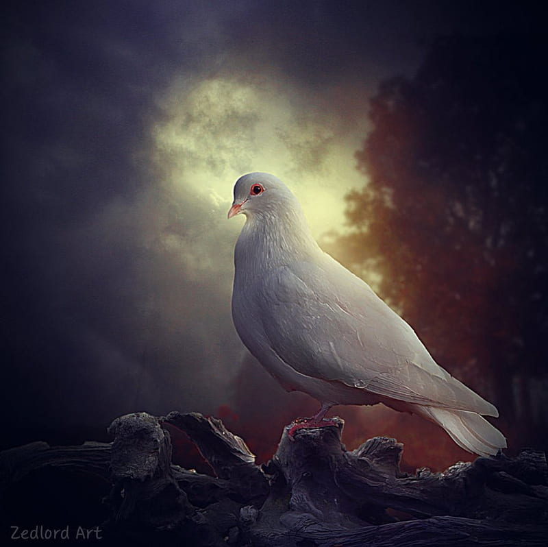 Pure white Dove, dove, fantasy, bird, abstract, HD wallpaper