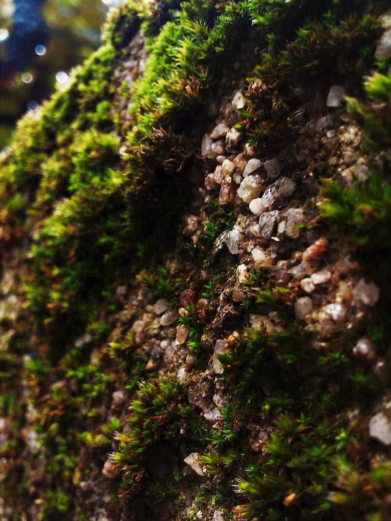 moss, pebbles, macro, outdoors, HD phone wallpaper