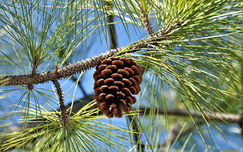 Pine Cone, pie cone, needles, tree, branch, HD wallpaper