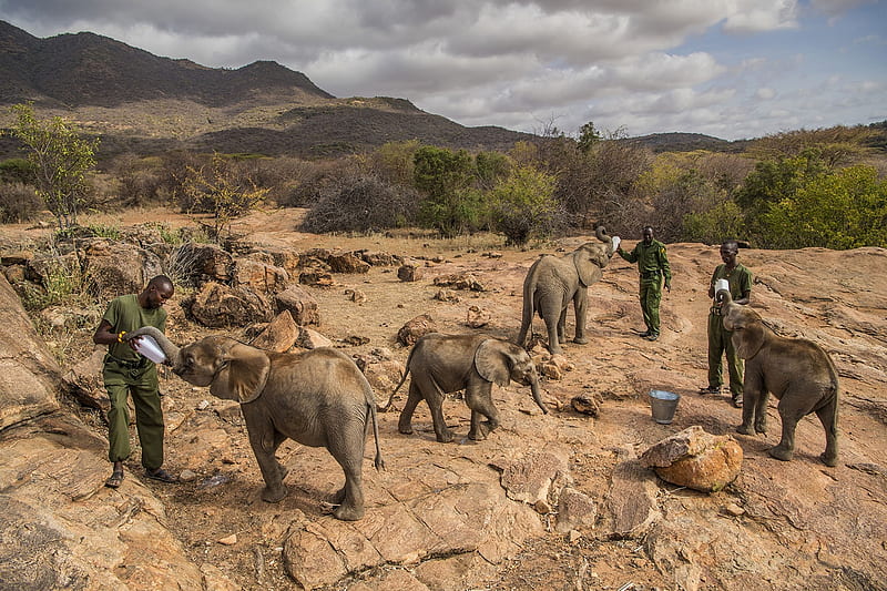 Orphaned and abandoned elephant calves, September 2016 to February 2017, Reteti Elephant Sanctuary, Orphaned, Returned to the wild, Abandoned, Rehabilitated, Northern Kenya, Elephant, Calves, HD wallpaper