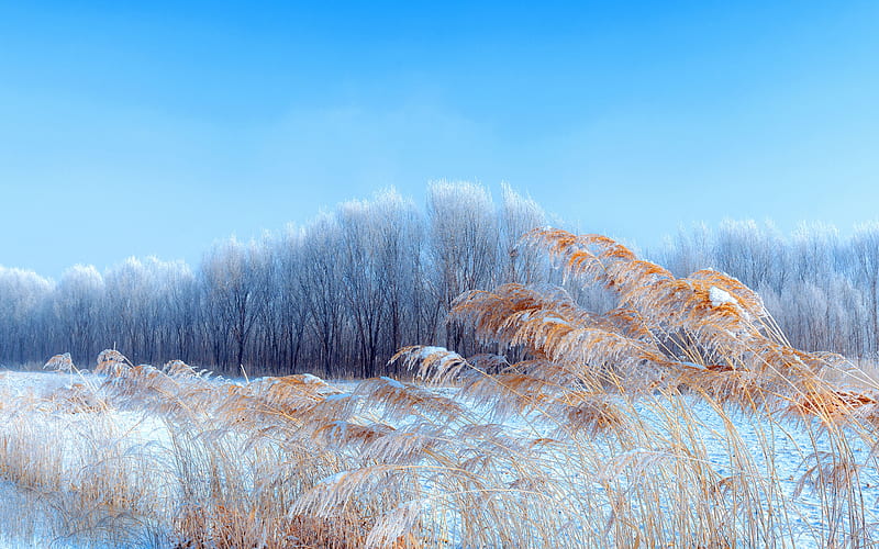 Inner Mongolia Winter Grass Tree Snow, HD wallpaper