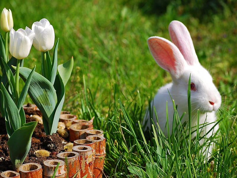 *** White Easter bunny ***, bunny, easter, bunnies, animals, animal, HD wallpaper