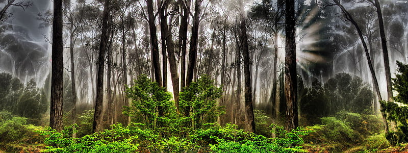 Amazing forest, forest, tree, gras, green, bush, misty, fog, light, HD wallpaper