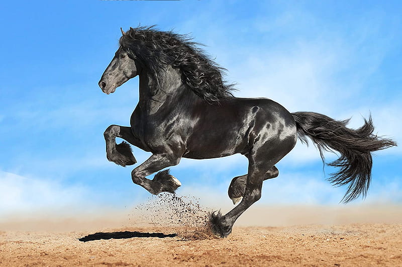Mural Black Friesian Horse Runs Gallop Wall Art Decor Poster Print, HD wallpaper