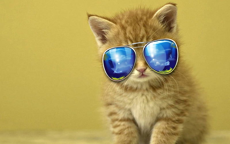 dormir Cortar orden Cool kittie cat, gatitos, gatos, animales, dulce, Fondo de pantalla HD |  Peakpx