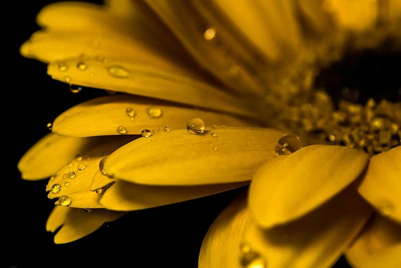 A Tiny Drop, flower, yellow, nature, HD wallpaper