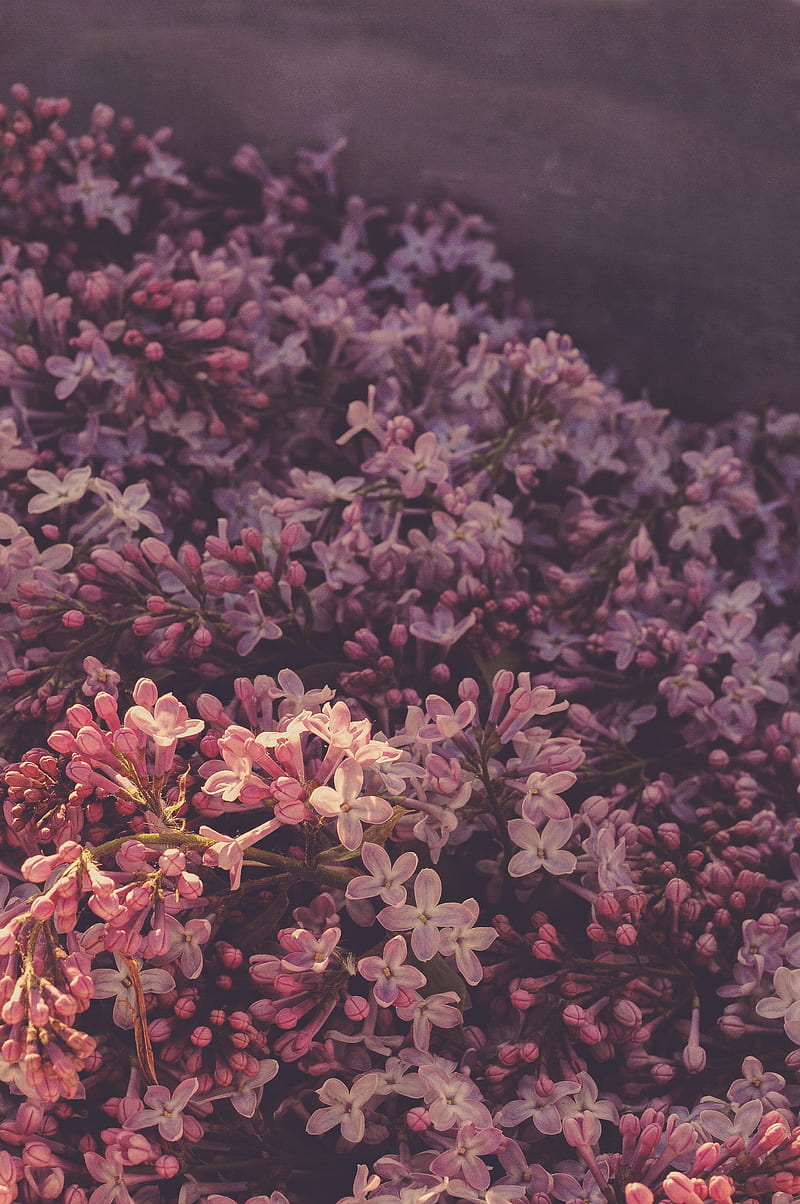 Followers, fabric, lilacs, natural, HD phone wallpaper | Peakpx