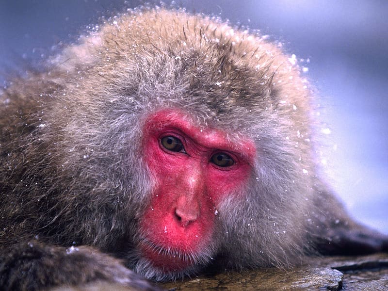 Monkeys, Animal, Japanese Macaque, HD wallpaper