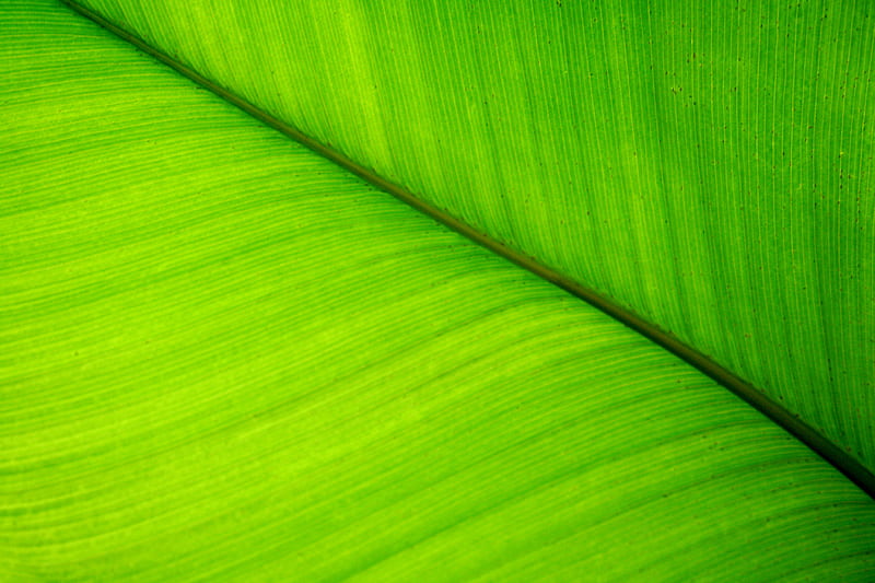 giant leaf, shades, green, line, leaf, HD wallpaper