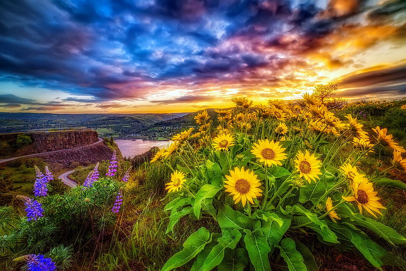 Oregon wildflowers, colorful, view, Oregon, bonito, spring, sky, lake