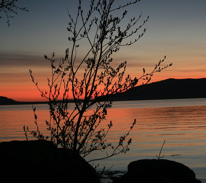 Sunset, branch, fjord, mountain, sapling, silhouette, sky, water, HD wallpaper