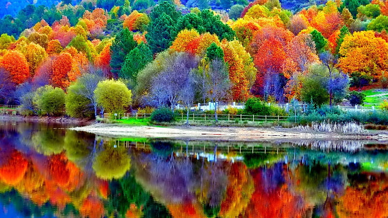 Colorful Tress In Forest With Reflection On Lake Nature, HD wallpaper