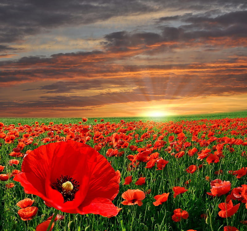Sunset, red, sun, grass, poppies, bonito, clouds, graphy, nice, green, flowers, sun rays, pink sky, poppy, sky, cool, red flowers, flower, nature, field, landscape, HD wallpaper