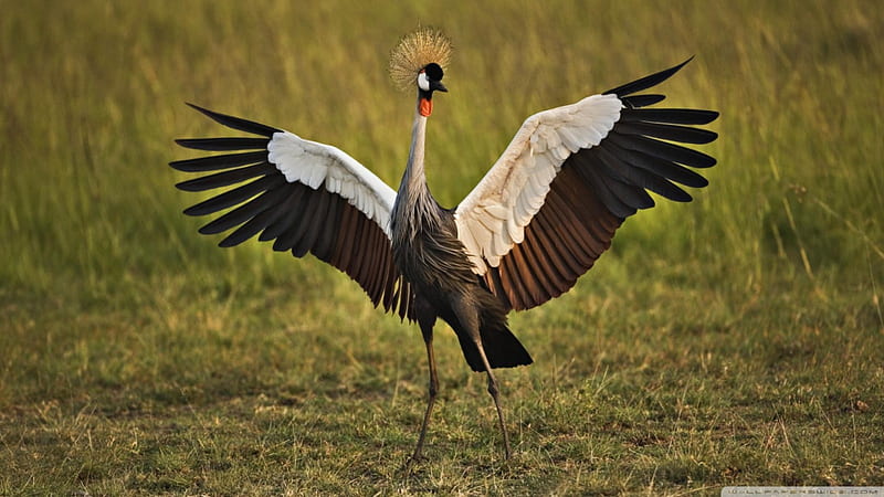 african crowned crane, bird, crowned, african, crane, HD wallpaper