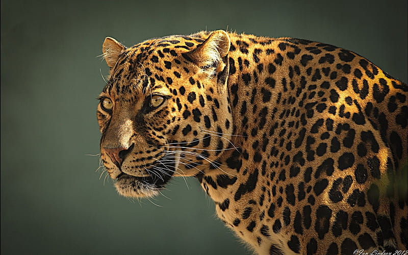 Jaguar, forest, wild, animal, HD wallpaper