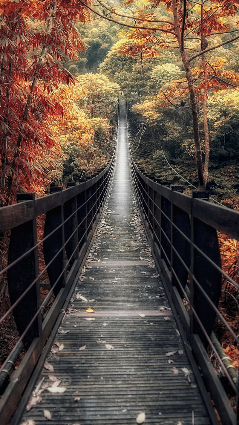 Bridge, autumn, awesome, beauty, forest, nature, path, view, HD phone  wallpaper | Peakpx