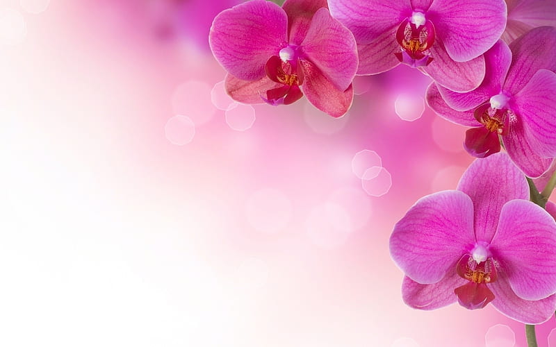 Orchids, orchid, flower, white, pink, card, HD wallpaper