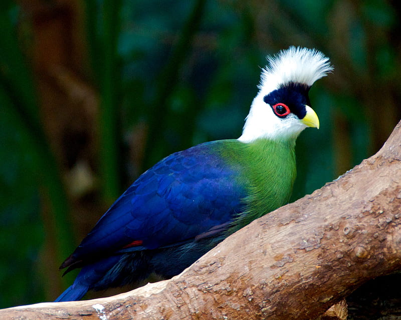 TURACO, WINGS, FEATHERS, NATURE, CREST, HD wallpaper