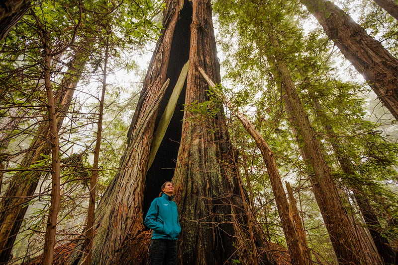 Lost Coast Redwoods gallery. Save the Redwoods League, Santa Cruz Redwoods, HD wallpaper