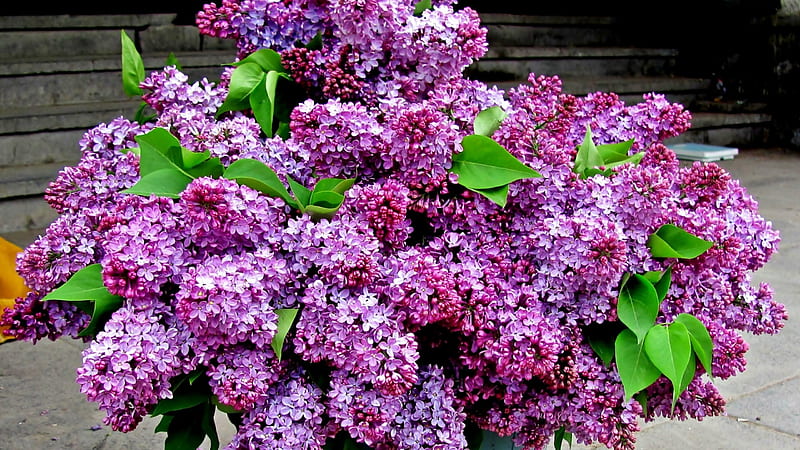 Bouquet Lilac, No, Flowers, Bouquet, Lilac, HD wallpaper | Peakpx