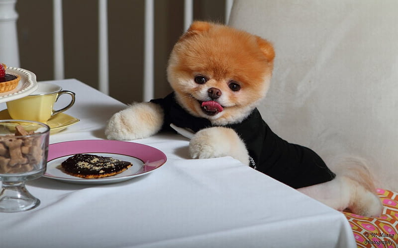 Boo the cutest dog, table, food, canine, dog, HD wallpaper