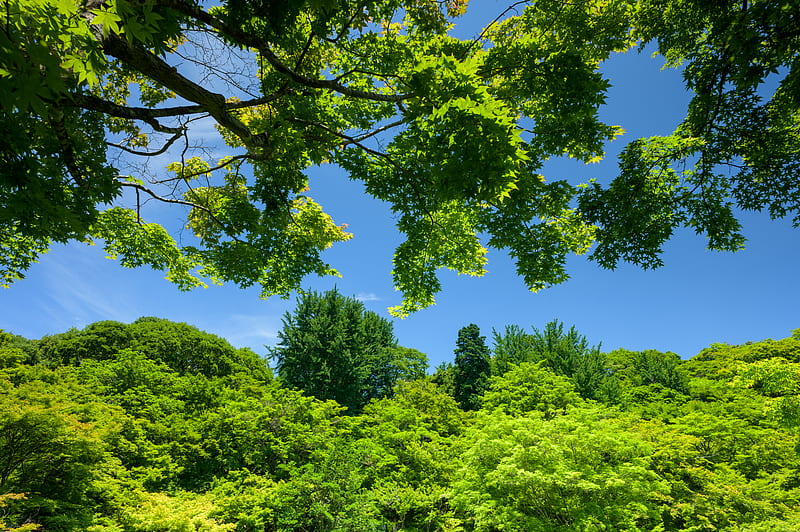árboles verdes bajo un cielo azul durante el día, Fondo de pantalla HD |  Peakpx