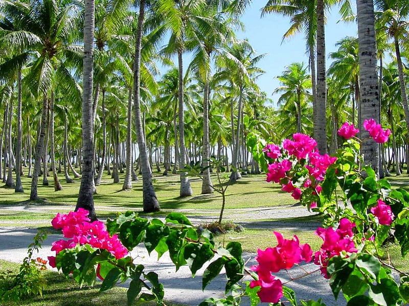 Palm Tree Grove, plams, island, tropical, deep pink bouganvilea flowers, HD wallpaper