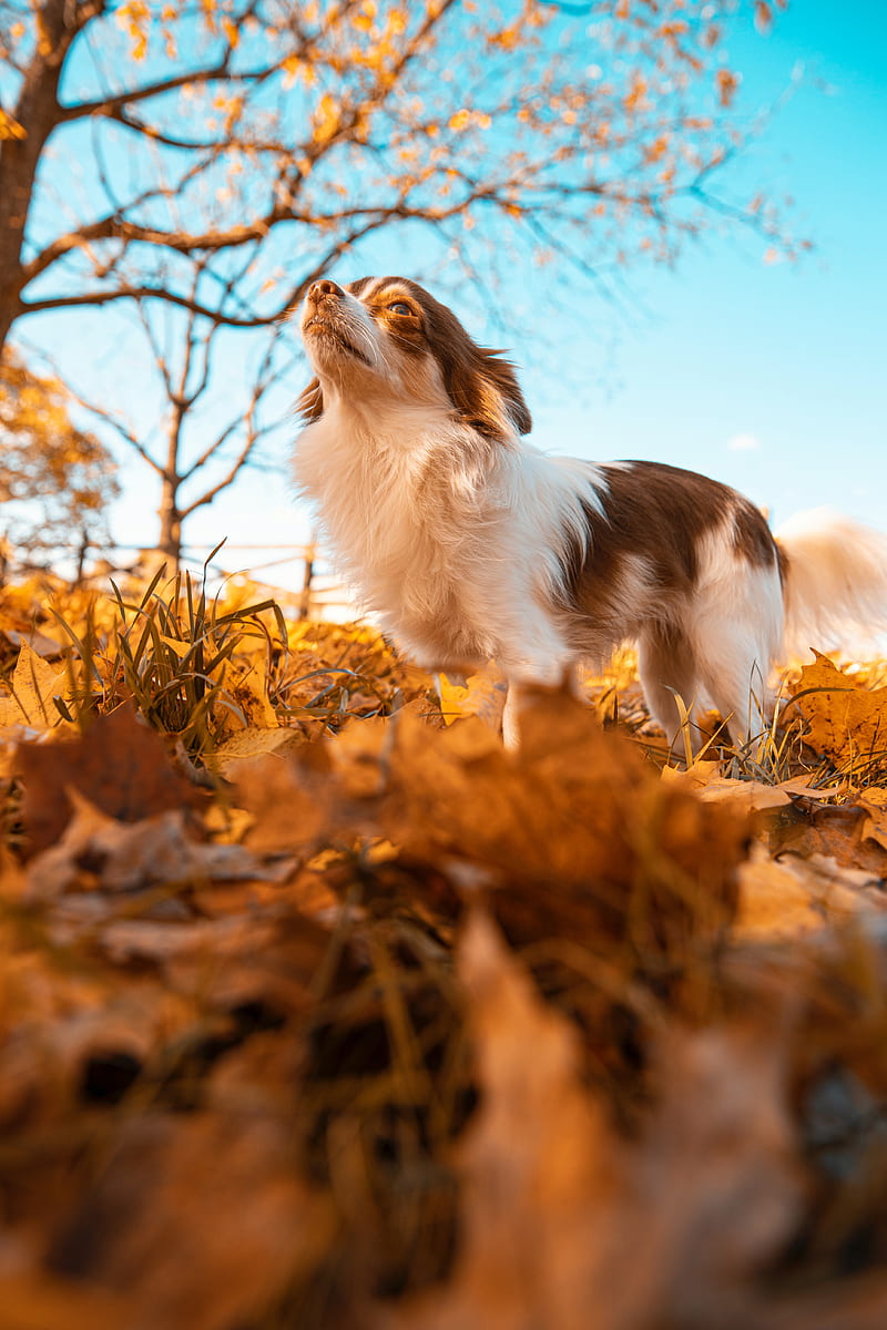dog, pet, fluffy, leaves, autumn, HD phone wallpaper