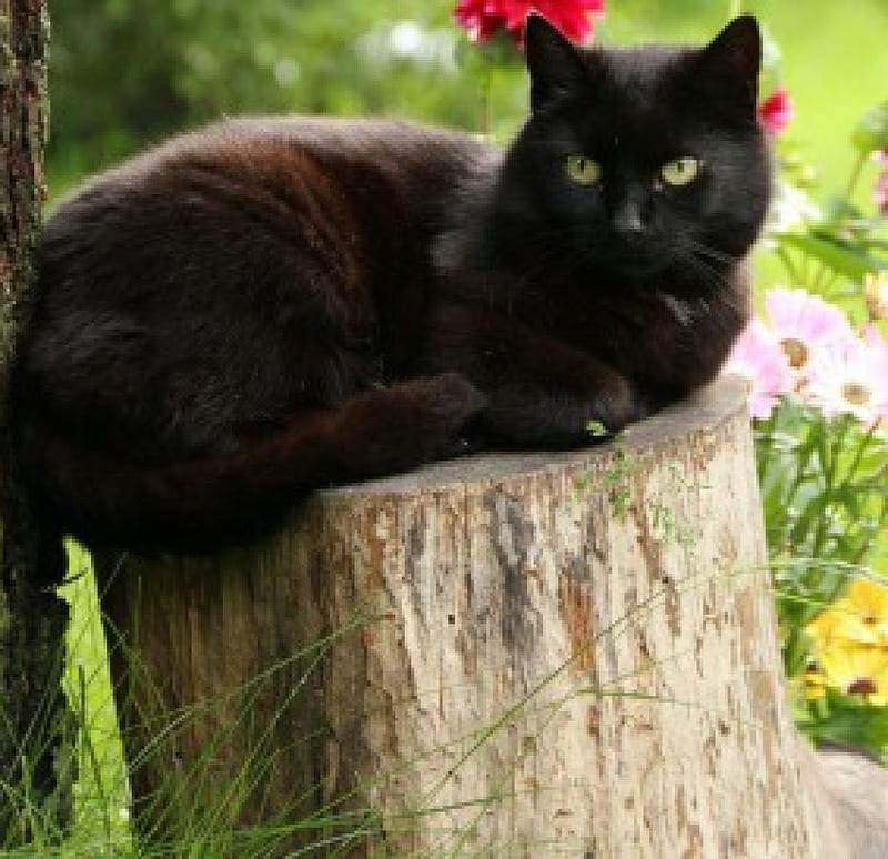 Black cat, cool, graphy, flowers, black, gardens, beauty, cats, animals ...
