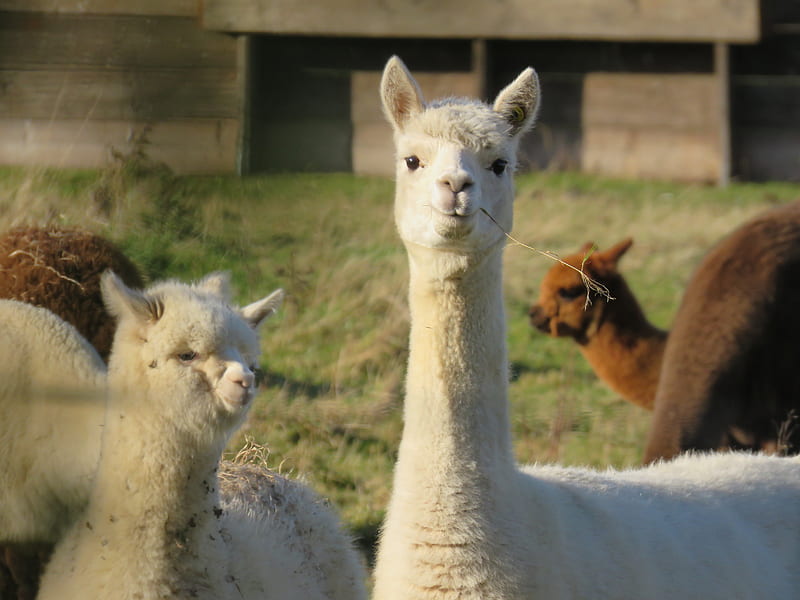 white llamas on green grass field during daytime, HD wallpaper