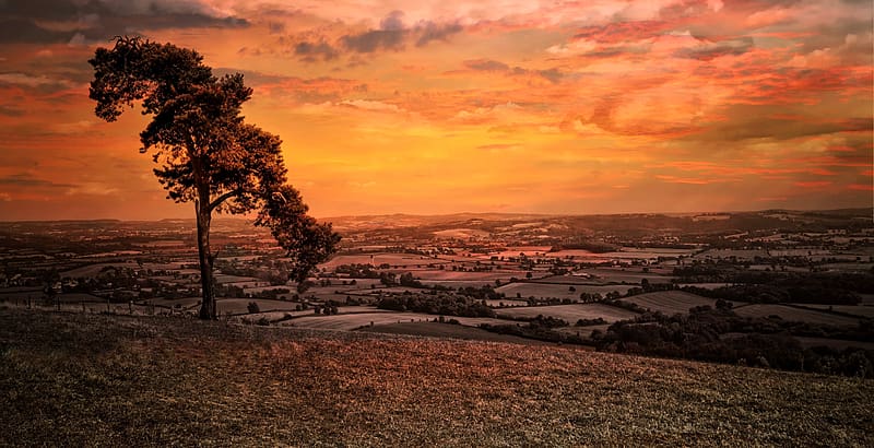 Tree, hill, evening, nature, HD wallpaper | Peakpx