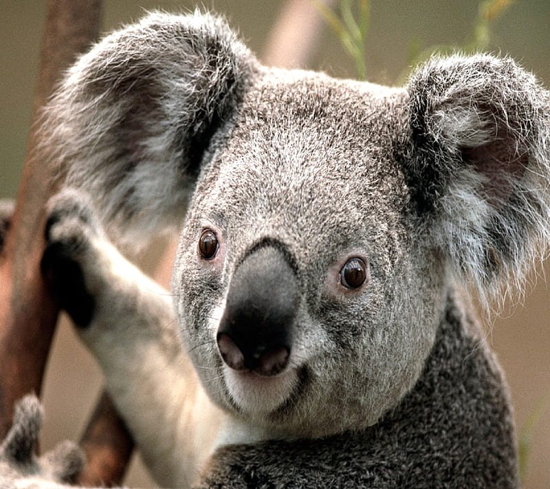 Koala Bear, australia, HD wallpaper