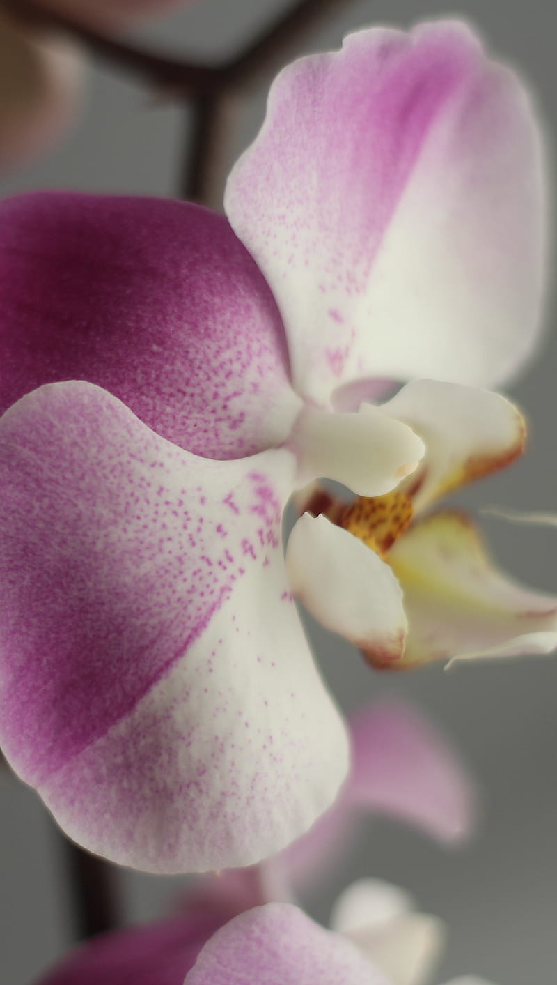 Orchid, bonito, flower, nature, pretty, purple, white, HD phone wallpaper