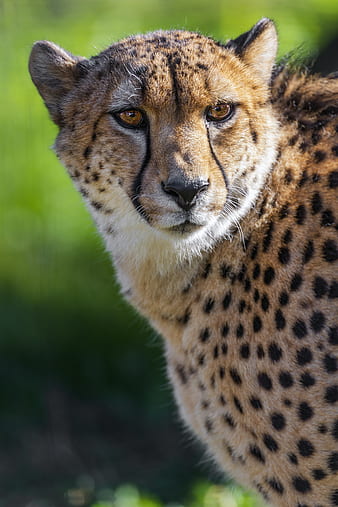 HD cheetah eyes wallpapers