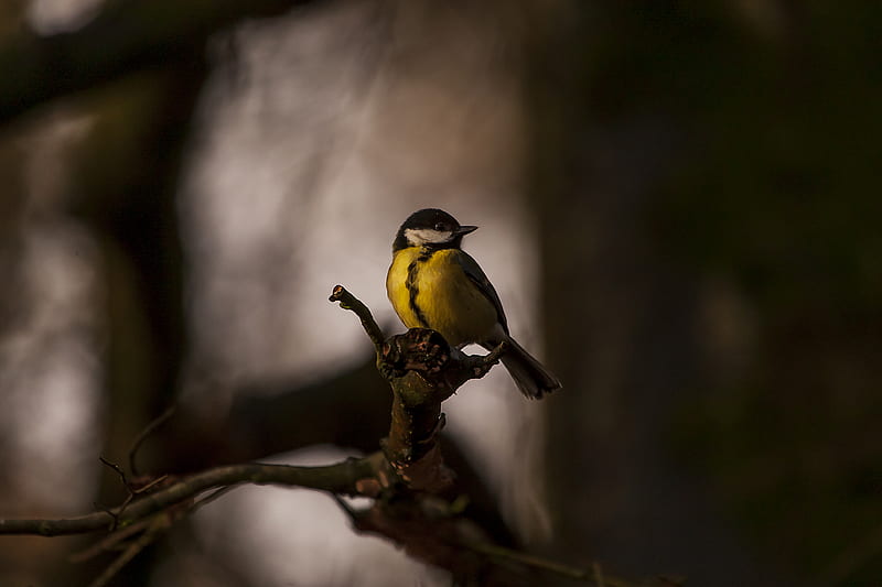 tomtit, bird, feathers, bright, branches, HD wallpaper