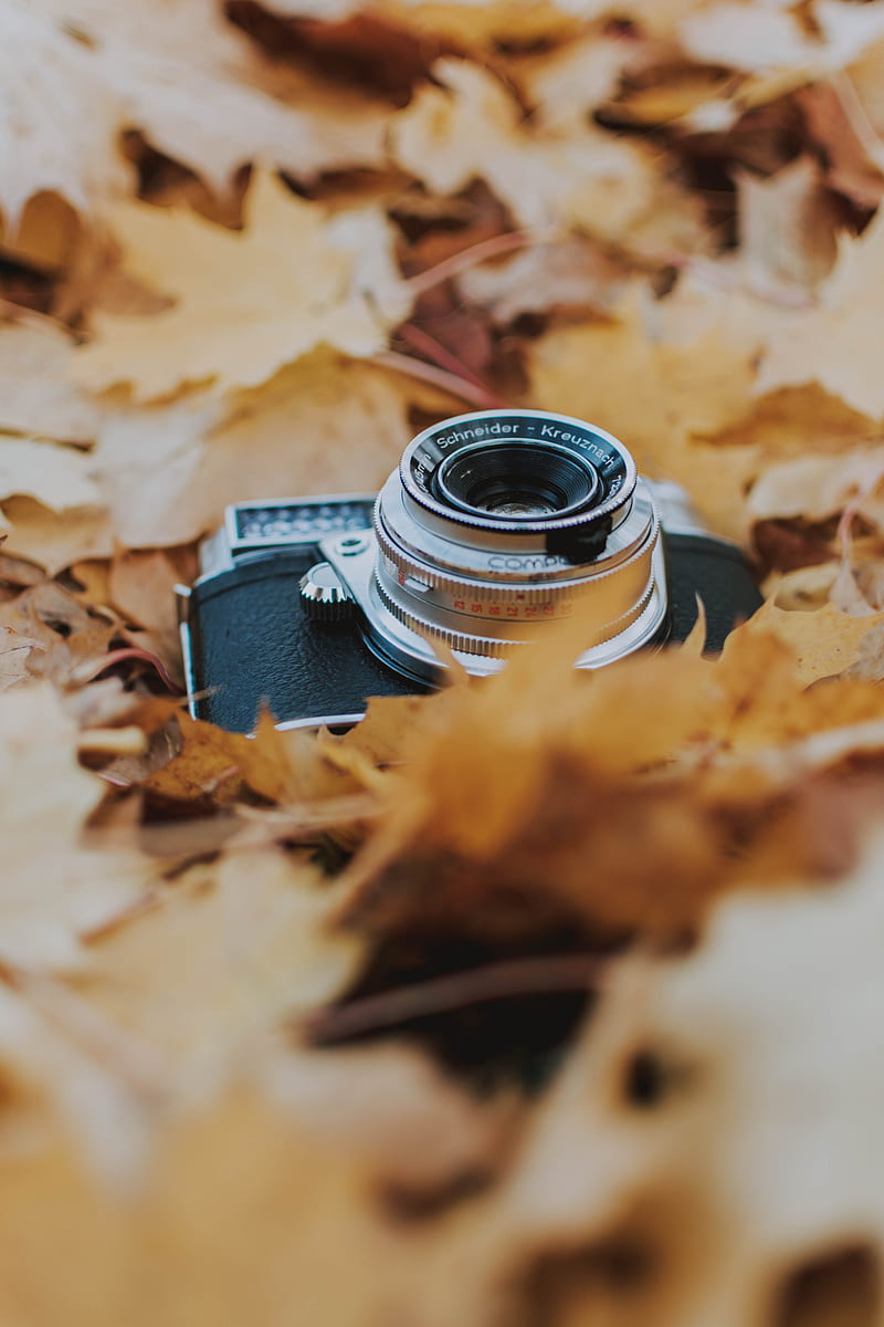 camera, leaves, foliage, dry, autumn, HD phone wallpaper
