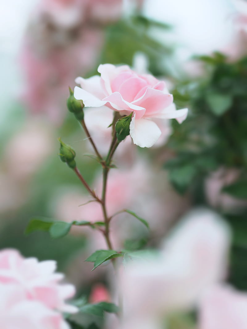 rose, pink, flower, buds, bloom, HD phone wallpaper