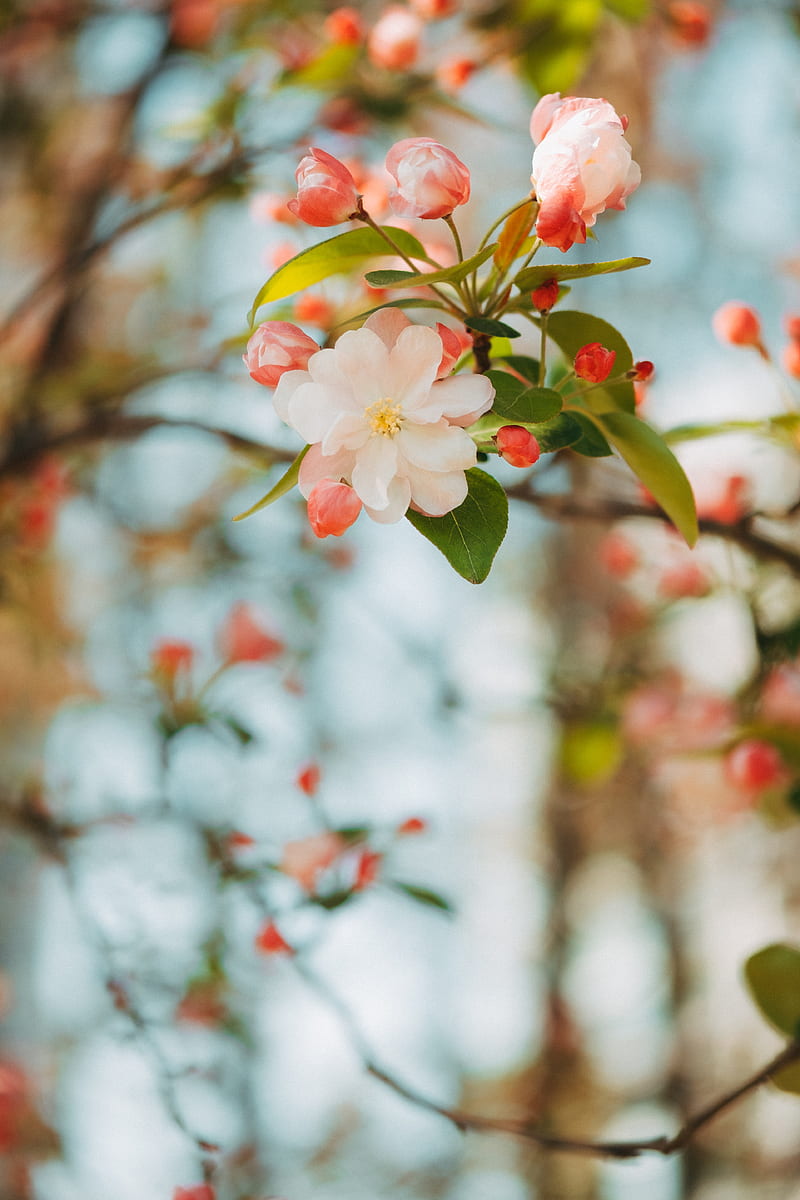 flower, apple, branch, pink, gentle, blooms, spring, HD phone wallpaper