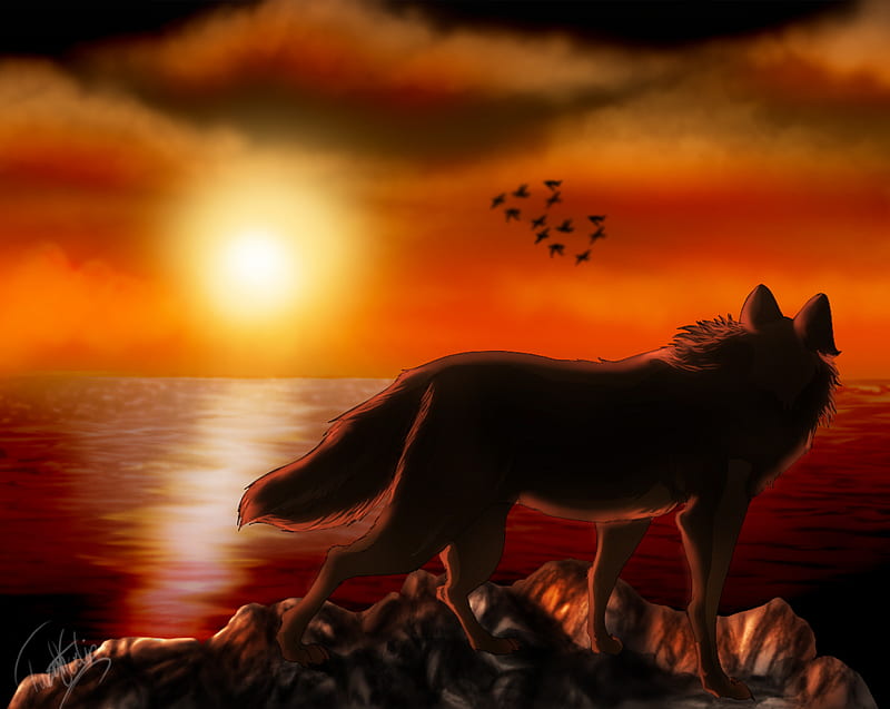 Lost in you, missing, feeling, waiting, love, os, bonito, wolf, sunset, HD wallpaper