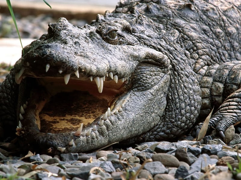 Australian Crocodile, gris, hard skin, tough, green, HD wallpaper