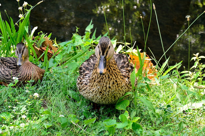 One Protective Mother, mother duck, ducks, ducklings, mother, HD wallpaper