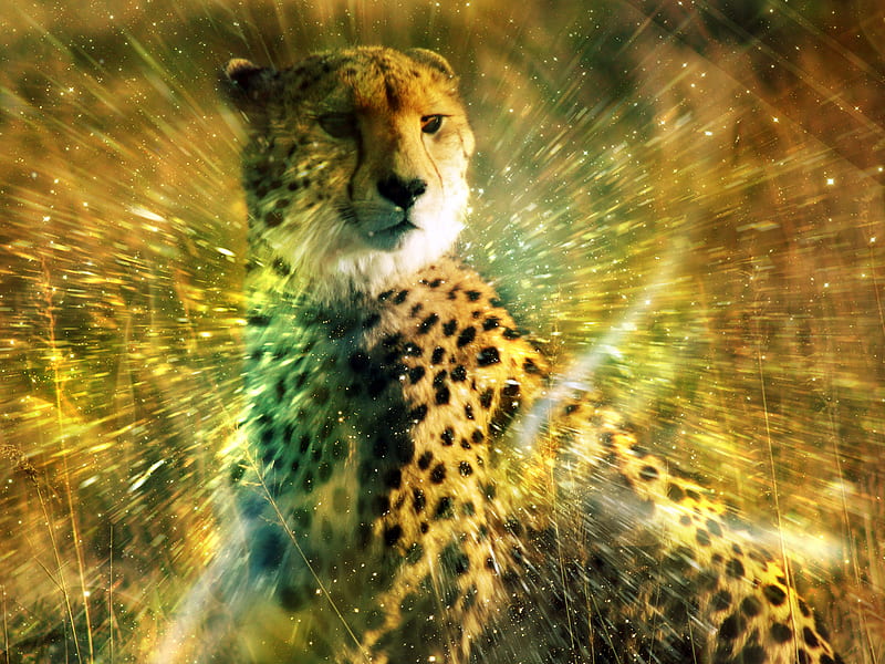 Glimpses of life, glimpses, feline, water, cheetah, wildlife, HD wallpaper