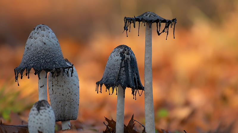 Fall Macro Mushroom With Shallow Background Nature, HD wallpaper