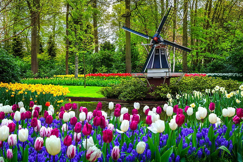 Keukenhof garden in spring, park, spring, tulips, colorful, grass, mill, Keukenhof, bonito, trees, freshness, flowers, garden, HD wallpaper