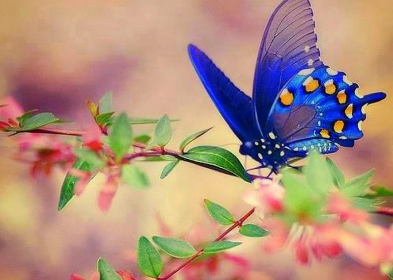 ✿⊱•╮S w e e t╭•⊰✿, pretty, lovely, colors, love four seasons, bonito, butterflies, spring, creative pre-made, digital art, softness, sweet, flowers, butterfly designs, animals, HD wallpaper